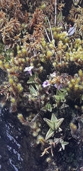 Pinguicula calyptrata