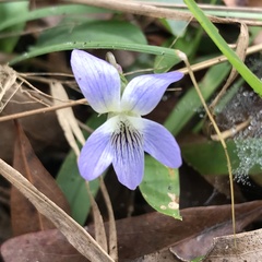 Viola septemloba