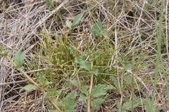Boerhavia dominii