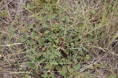 Boerhavia dominii