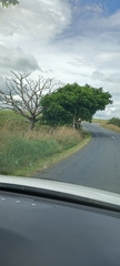 Juglans ailantifolia