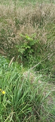 Juglans ailantifolia