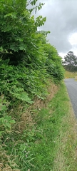 Juglans ailantifolia