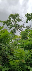 Juglans ailantifolia