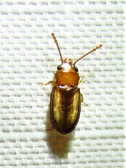 Laemophloeus terminalis