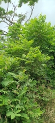 Juglans ailantifolia
