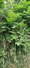 Juglans ailantifolia