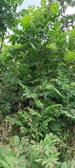 Juglans ailantifolia