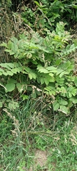 Juglans ailantifolia