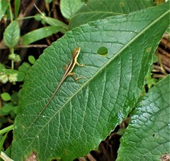 Anolis pulchellus