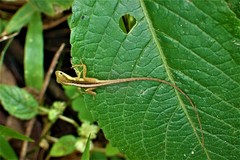 Anolis pulchellus