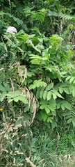 Juglans ailantifolia
