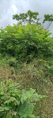 Juglans ailantifolia