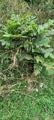 Juglans ailantifolia