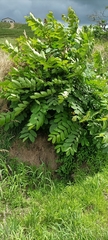 Juglans ailantifolia
