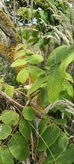 Juglans ailantifolia