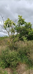 Juglans ailantifolia