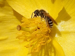 Andrena nasonii