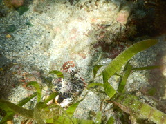 Synchiropus ocellatus