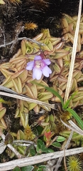 Pinguicula calyptrata