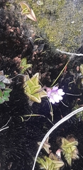 Pinguicula calyptrata