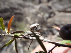 Leptospermum oreophilum