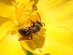 Andrena rugosa