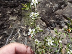 Leptospermum oreophilum