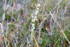 Digitaria brownii