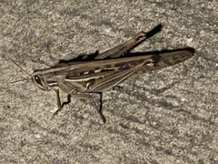 Schistocerca serialis cubense