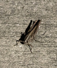 Schistocerca serialis cubense