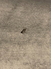 Schistocerca serialis cubense