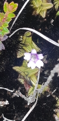 Pinguicula calyptrata