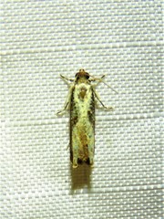 Episimus tyrius