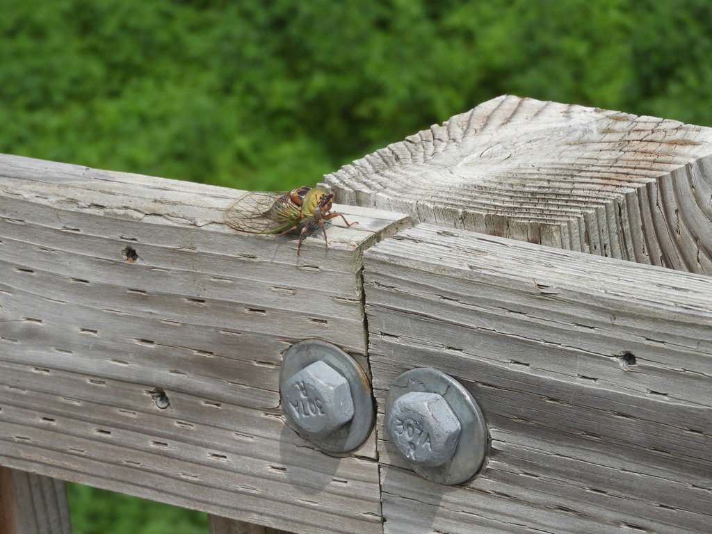 Great Cicadas From Johnson County IA USA On August 8 2021 At 12 09 great-cicadas-from-johnson-county-ia-usa-on-august-8-2021-at-12-09