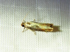 Episimus tyrius