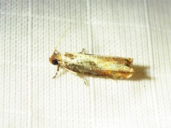 Episimus tyrius