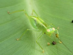 Austrophlugis orumbera