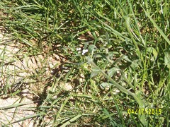 Plagiobothrys fulvus