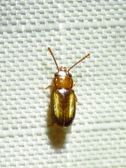 Laemophloeus terminalis