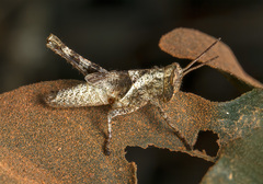 Orthoptera