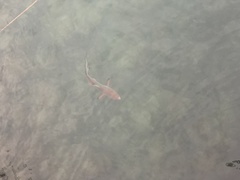 Carcharhinus limbatus