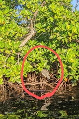 Image Associated With the Occurrence