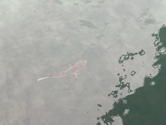 Carcharhinus limbatus