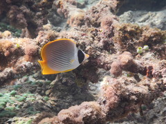 Chaetodon adiergastos