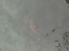 Carcharhinus limbatus