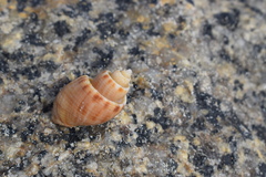 Nevia spirata