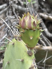 Opuntia × demissa