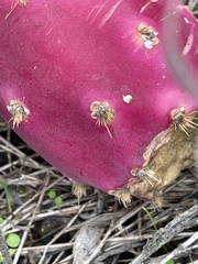 Opuntia × demissa