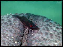 Zenopontonia soror